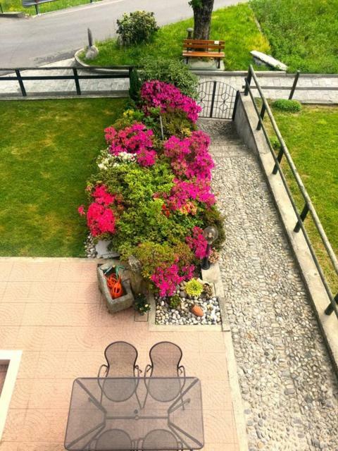 Azalea Di Gigliola Ziello - 