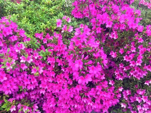 Azalea Di Gigliola Ziello - 